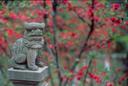 Temple lion guardian with blossoms.
